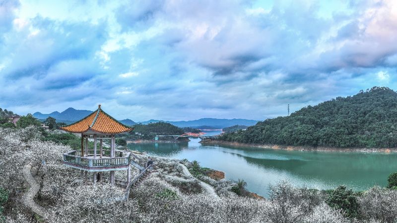 《流溪河畔雪梅飘香》广州市流溪河（2023年1月13日付海燕摄）.jpg