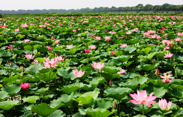 广东省环境教育基地海珠湿地-夏赏荷花