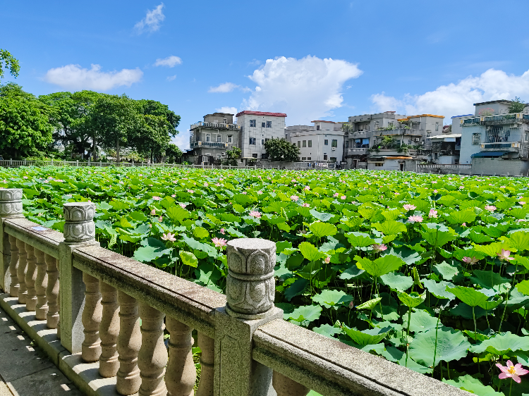 【首页】2023年7月，番禺区石楼大岭村  “荷塘盛夏”。吴凯明摄.jpg